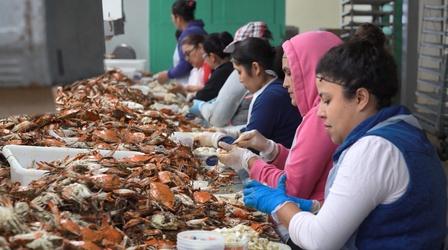 Video thumbnail: Chesapeake Bay Week Maryland Crabs: Tradition & Taste