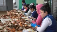 Maryland Crabs: Tradition & Taste