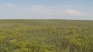 Saving Historic Kansas Prairie Grasslands