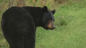 Video thumbnail: Wisconsin Life Black Bear Education