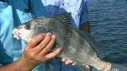 Summer Black Drum
