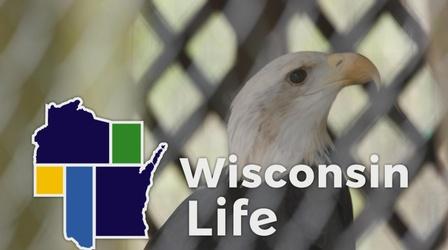 Video thumbnail: Wisconsin Life Pine View Wildlife Rehabilitation & Education Center