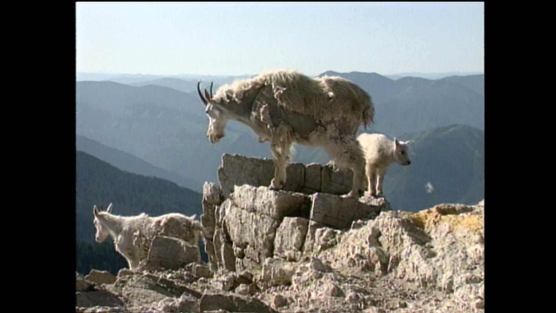 Science Trek | D4K: Mountain Goats Video Short | PBS