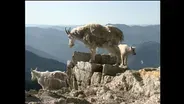 D4K: Mountain Goats Video Short