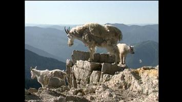 D4K: Mountain Goats Video Short