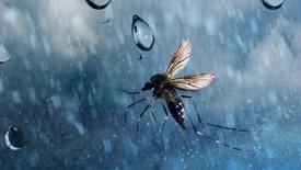 The Weird Science That Lets Insects Fly in the RainThe Weird Science That Lets Insects Fly in the Rain: asset-mezzanine-16x9