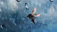 The Weird Science That Lets Insects Fly in the RainThe Weird Science That Lets Insects Fly in the Rain