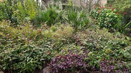 Video thumbnail: Central Texas Gardener Romancing Shade, Even in Winter