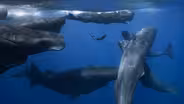 Preview of Patrick and the Whale