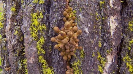 Video thumbnail: Oregon Field Guide Humongous Fungus