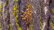 Humongous Fungus