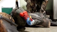 Salmon fishing, Turkey hunting, Turkey recipe