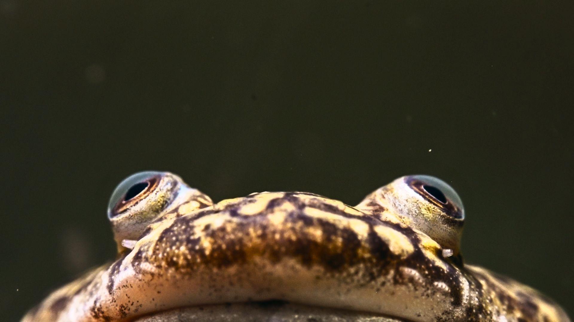 May 3: The Secret Lives of Amphibians