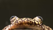 How This Frog Changed Science
