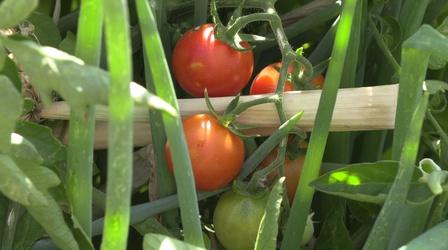 Video thumbnail: Colorado Voices Ekar Farm finds solution to increase crops despite heat wave