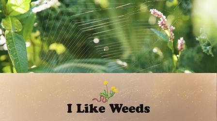 Video thumbnail: Let's Grow Stuff I Like Weeds