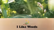 I Like Weeds