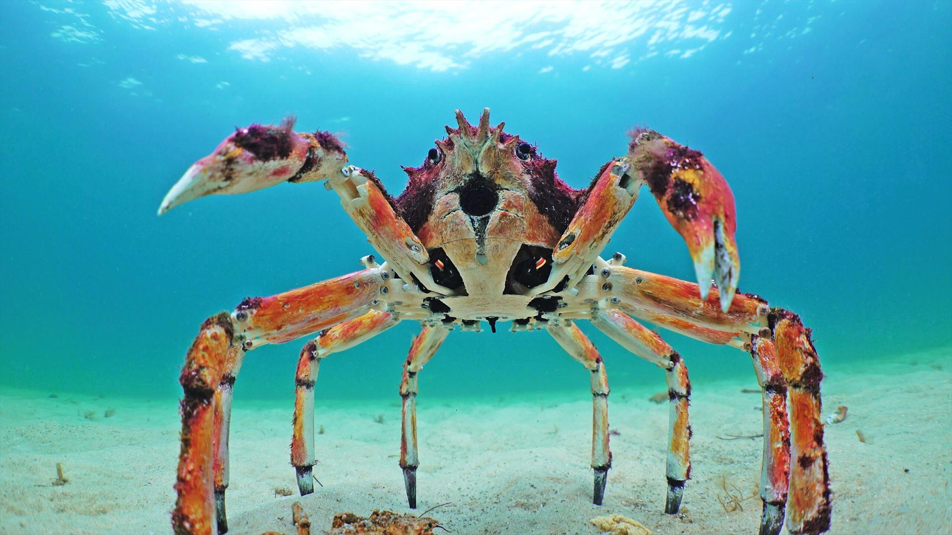 Spider crab on the ocean floor.