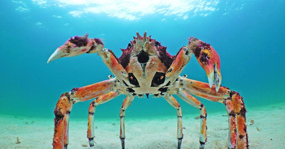 Nature Preview of Spy in the Ocean Deep Relationships Season 42