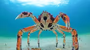 Preview of Spy in the Ocean: Deep Relationships