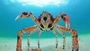 Preview of Spy in the Ocean: Deep Relationships