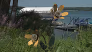 Shoreline Plantings