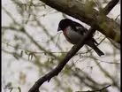 Birds VTR