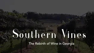 Southern Vines: The Rebirth of Wine in Georgia