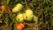 Volunteer Gardener 3109
