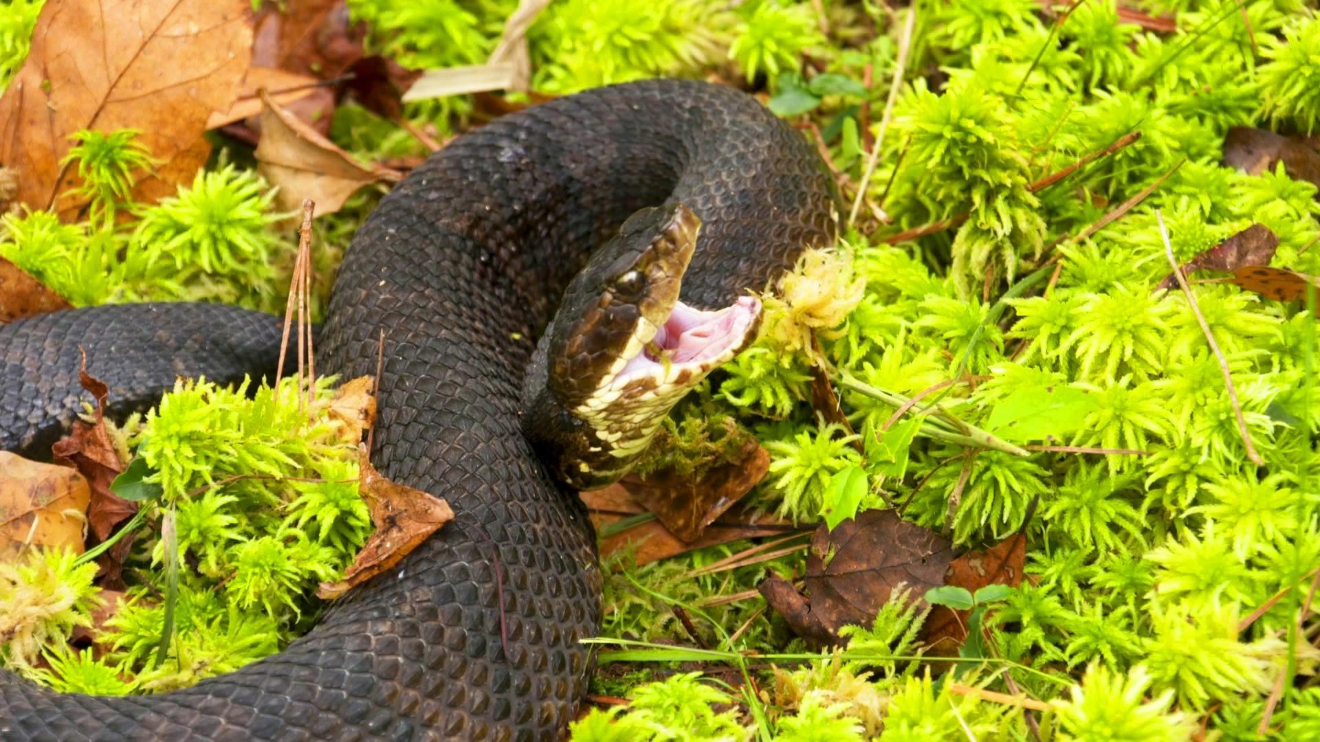 Blue racer snake guide: how to identify, are they venomous, and where  they're found - Discover Wildlife