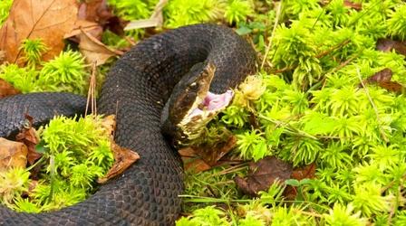 Video thumbnail: Coastal Kingdom Copperheads, Cottonmouths, and Coral Snakes