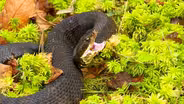 Copperheads, Cottonmouths, and Coral Snakes