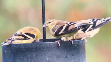 Video thumbnail: Almanac Autumn Birding with Sharon Stiteler