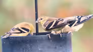 Autumn Birding with Sharon Stiteler