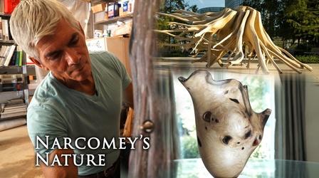 Video thumbnail: Gallery America Narcomey's Nature