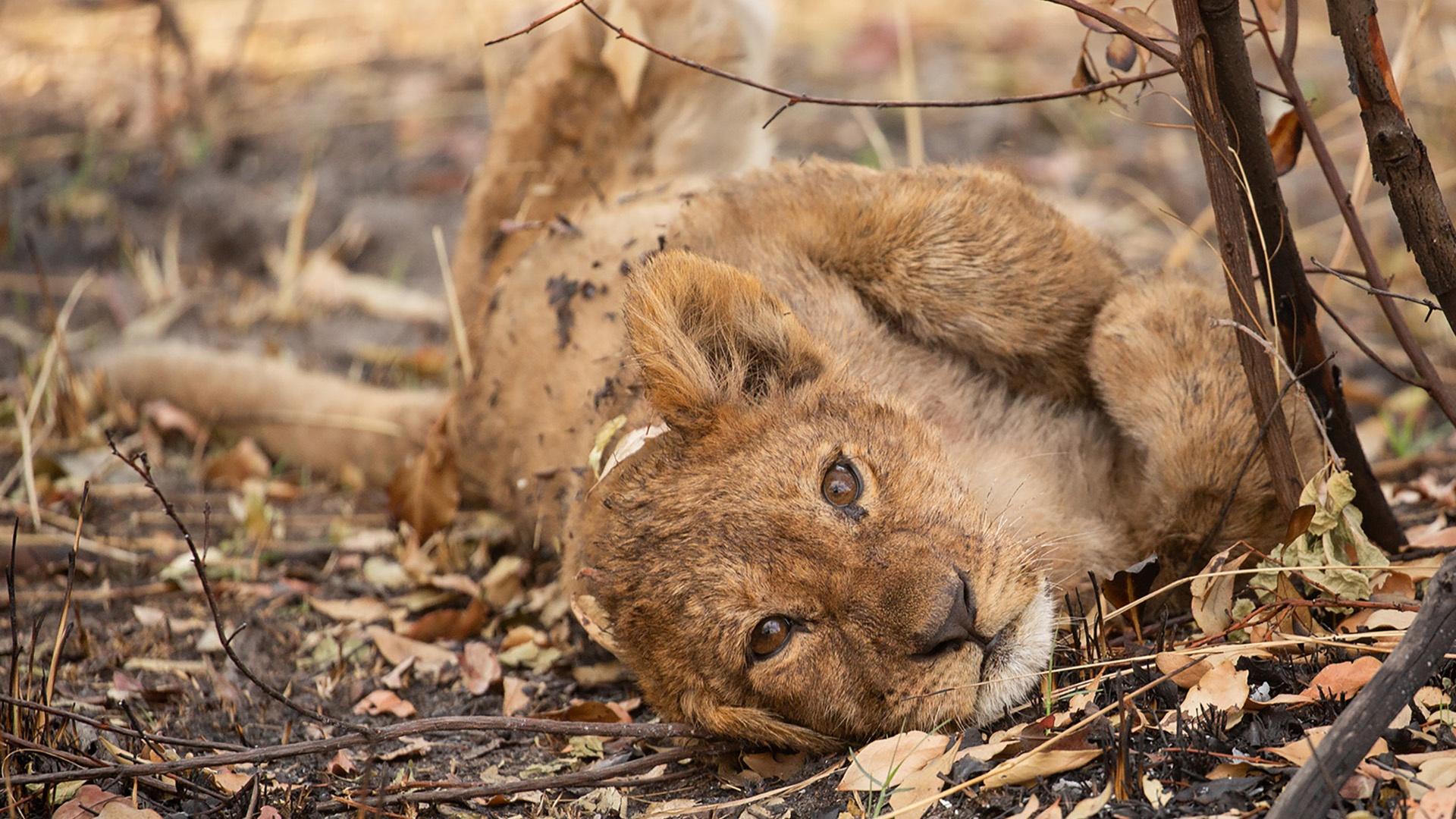 The team witnesses a baby boom in the Delta, putting lion, leopard and cheetah mothers to the test.