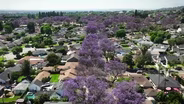 The Great Jacaranda Debate