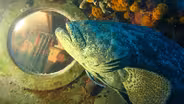 Super Grouper