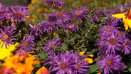 Volunteer Gardener 3310