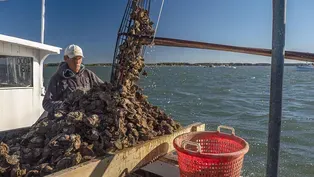 A Passion for Oysters