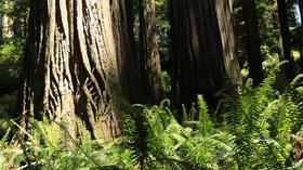 Video thumbnail: ViewFinder Walkin' California - The Redwoods