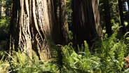 The Redwoods
