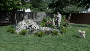 Pond Filtering System & Tomato Plant  Variety