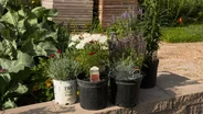Red White & Blue Ornamentals