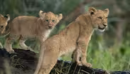 Landlords | Big Cats, Small World