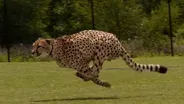 ANIMAL MOVEMENTS: CHEETAH