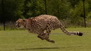 ANIMAL MOVEMENTS: CHEETAH