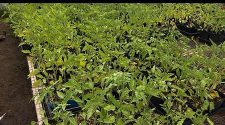 Video thumbnail: Volunteer Gardener Volunteer Gardener 2818