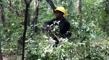 Video thumbnail: Chicago Tonight Conservation Corps in Action at Sand Ridge Nature Center