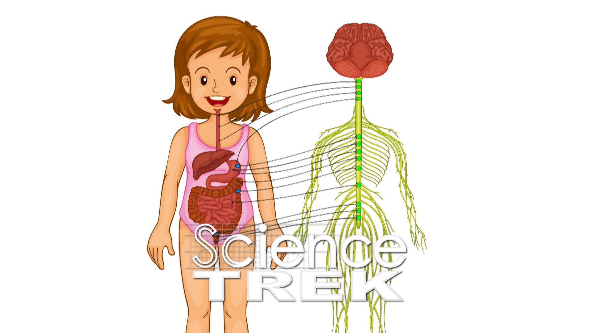 Vector Illustration Human Digestive System for Kids Stock Illustration -  Illustration of gland, digestive: 66107217